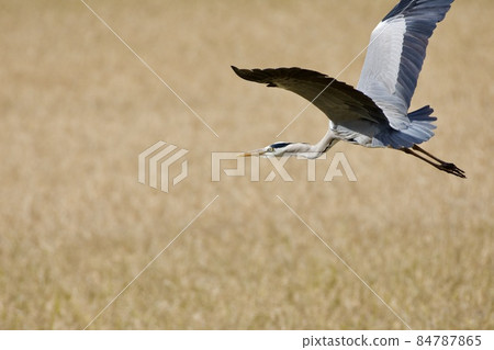 Gray heron heron / Japan 84787865