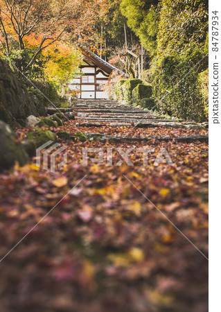 Autumn Shodenji Temple Autumn Shodenji Temple 84787934