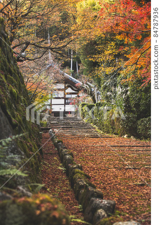 秋天的正傳寺 84787936