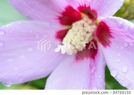 Pink hibiscus flower in the open state after rain with water droplets. Front view. Pink hibiscus flower in the open state after rain with water droplets. Front view. 84788150