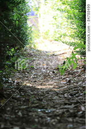 通往寺廟的野獸之路[千葉縣松戶市宗光院] 84788499