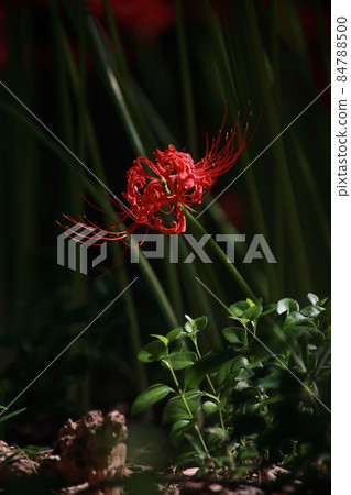 單個紅色簇狀孤挺花[千葉縣松戶市Sokouin] 84788500