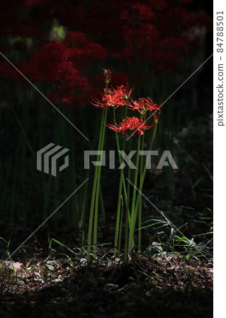 靜靜綻放的一簇孤挺花[千葉縣松戶市宗光院] 84788501