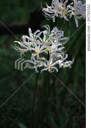 白花叢孤挺花[千葉縣松戶市宗光院] 84788502