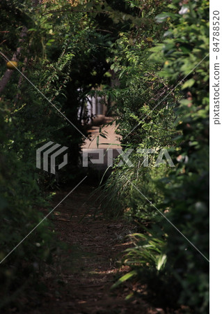 Beast road leading to the temple [at Sokouin, Matsudo City, Chiba Prefecture] 84788520