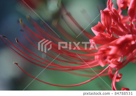 Red spider lily petals [at Sokouin, Matsudo City, Chiba Prefecture] 84788531