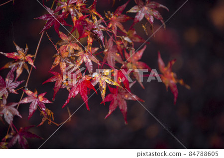 Autumn leaves of Komyoji on a rainy day 84788605