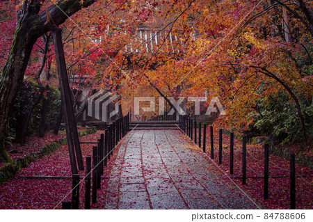 Autumn leaves of Komyoji on a rainy day 84788606