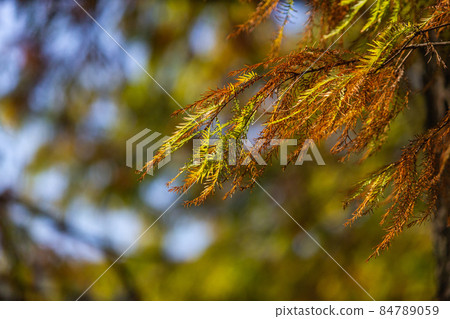 Larch, fallen leaves, leaves, leaves, sunlight, shadow, light and shadow, metasequoia Larch, fallen leaves, leaves, leaves, sunlight, shadow, light and shadow, metasequoia 84789059