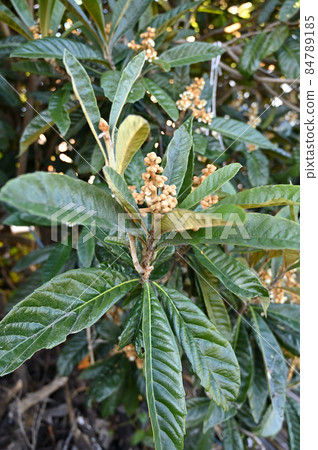 樹種：薔薇科枇杷 84789185