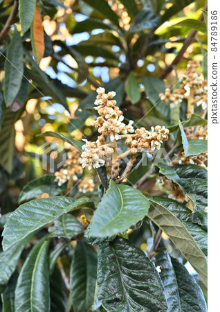 樹種：薔薇科枇杷 84789186