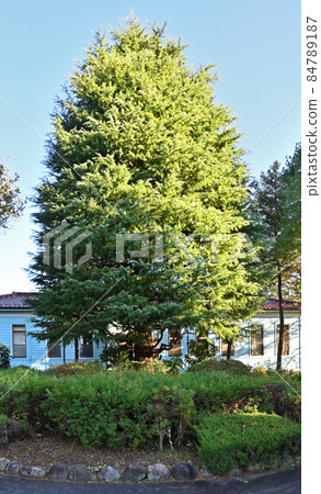 秩父步行:東京大學研究生院森林辦公室 秩父步行:東京大學研究生院森林辦公室 84789187