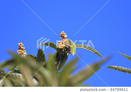 Loquat flower Loquat flower 84789911