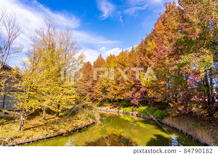 岐阜縣海津市秋季水上世界水鄉公園中心與美麗的楓香秋葉 岐阜縣海津市秋季水上世界水鄉公園中心與美麗的楓香秋葉 84790182