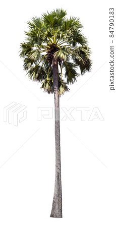 Palm tree isolated on white background. Palm tree isolated on white background. 84790183