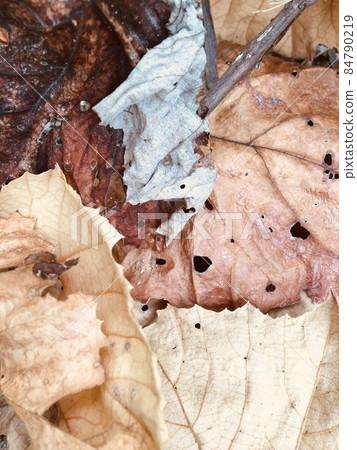 落葉 84790219
