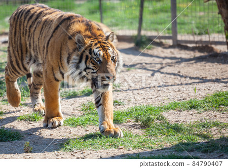 Tiger Tiger 84790407