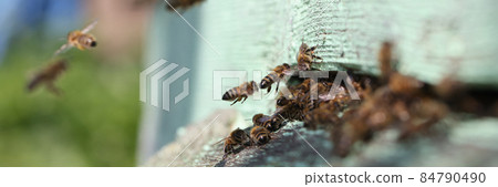 Full of honey bee hives with bees in garden closeup Full of honey bee hives with bees in garden closeup 84790490