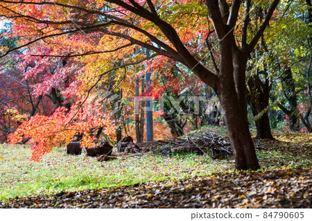 Scenery of Kikuchi Shrine and Kikuchi Park with beautiful autumn leaves in early winter when autumn is about to end Scenery of Kikuchi Shrine and Kikuchi Park with beautiful autumn leaves in early winter when autumn is about to end 84790605