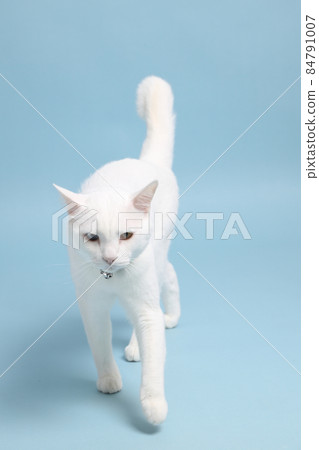 Young White Cat Young White Cat 84791007