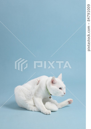 Young White Cat Young White Cat 84791009