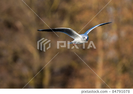 The European Herring Gull, Larus argentatus is a large gull 84791078