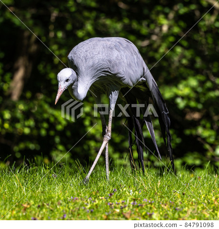The Blue Crane, Grus paradisea, is an endangered bird 84791098