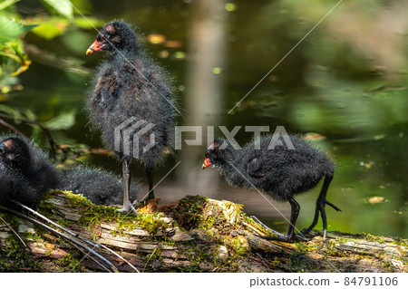 Little Common moorhen baby, Gallinula chloropus also known as the waterhen Little Common moorhen baby, Gallinula chloropus also known as the waterhen 84791106