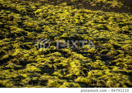 Eldhraun lava field in Iceland 84791210