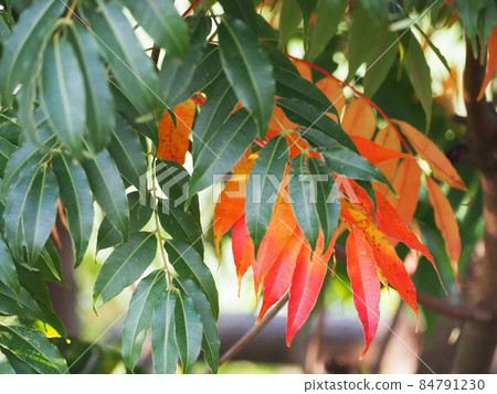 Hazelnut Hazelnut 84791230