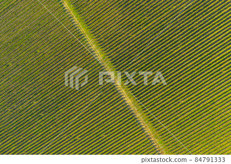 Vineyard drone shot, aerial view from above Vineyard drone shot, aerial view from above 84791333