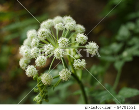 Angelica of flowers inflorescence of close to 84791551
