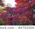 Autumn leaves in Kyoto 84792000