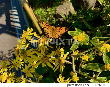 The Butterfly, which seems to be a male Indian Fritillary (black spots in orange) The Butterfly, which seems to be a male Indian Fritillary (black spots in orange) 84792019