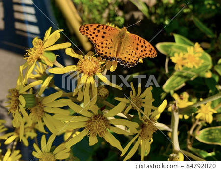 The Butterfly, which seems to be a male Indian Fritillary (black spots in orange) 84792020