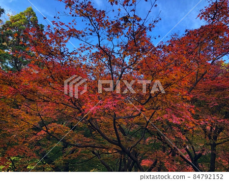 Autumn leaves in Kyoto Autumn leaves in Kyoto 84792152