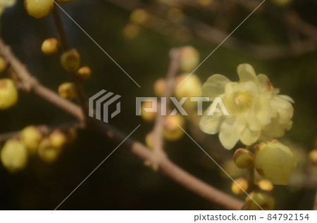 Yellow flowers blooming on the branches in the cold winter, the scent wafting Yellow flowers blooming on the branches in the cold winter, the scent wafting 84792154