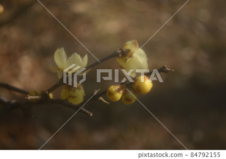 Yellow flowers blooming on the branches in the cold winter, the scent wafting 84792155