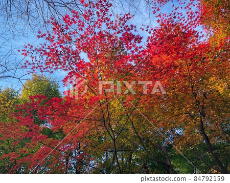 Autumn leaves in Kyoto Autumn leaves in Kyoto 84792159