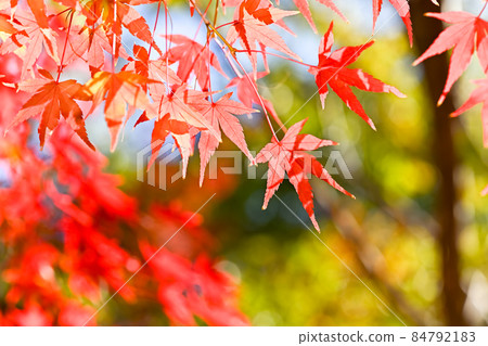 Fall image Fall image 84792183
