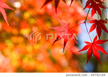 Fall image Fall image 84792184