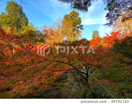 Autumn leaves in Kyoto Autumn leaves in Kyoto 84792189