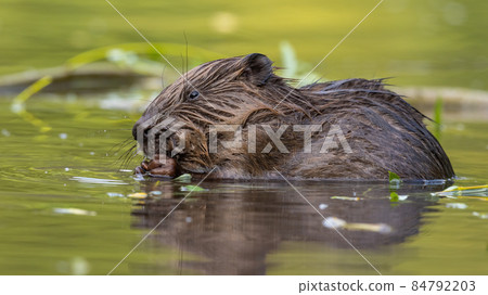 Wet eurasian beaver biting in river in springtime Wet eurasian beaver biting in river in springtime 84792203
