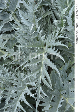 Artichoke thistle Artichoke thistle 84792568