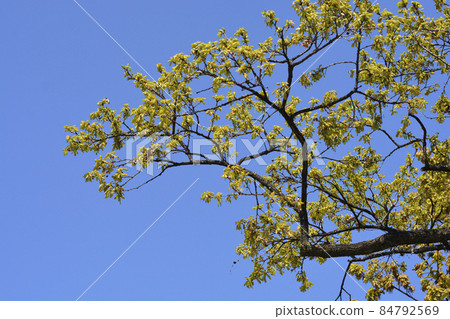 English oak English oak 84792569