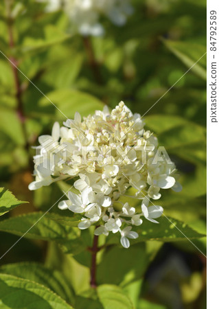 Paniculate hydrangea Little Lime Paniculate hydrangea Little Lime 84792589