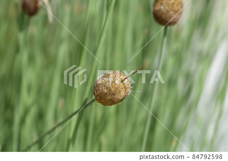 Dwarf bulrush Dwarf bulrush 84792598
