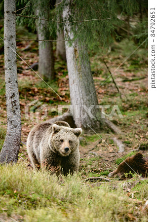Brown bears of the rehabilitation center in Ukraine, rest of two bears, predators in nature. Brown bears of the rehabilitation center in Ukraine, rest of two bears, predators in nature. 84792651