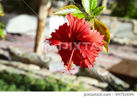 Red hibiscus flower on a green background. In the tropical garden. Sommertime 84792694