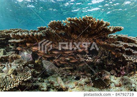 生活在珊瑚礁中的小魚 84792719